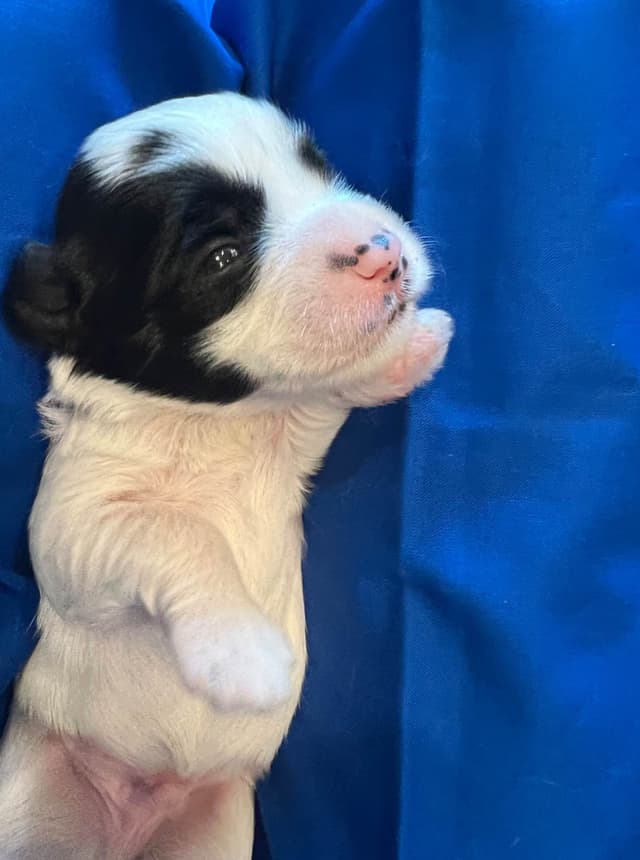 Tibetan Terrier Puppies media 11