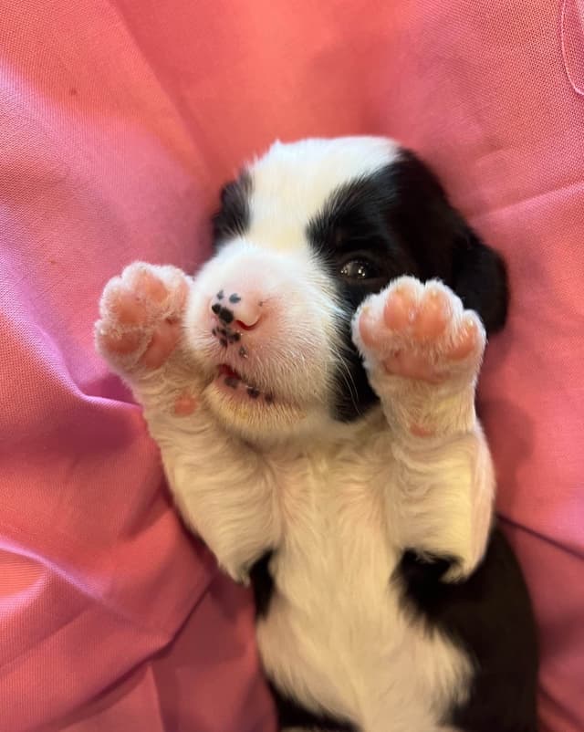 Tibetan Terrier Puppies media 12