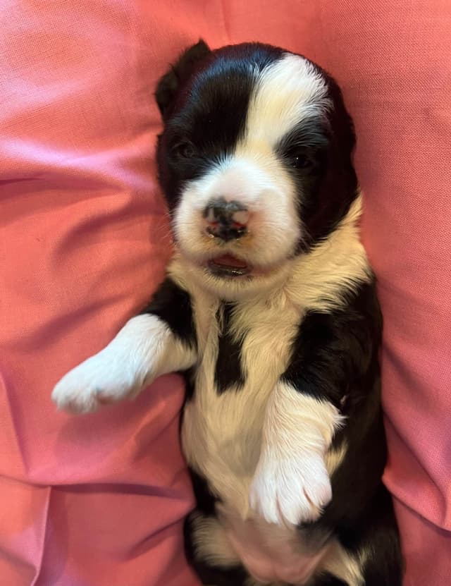 Tibetan Terrier Puppies media 13