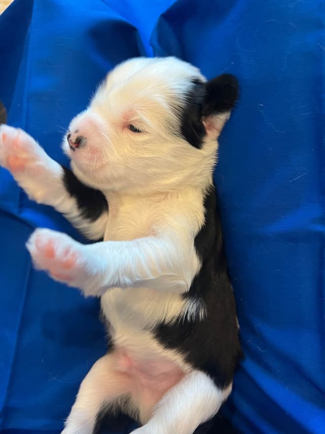 Tibetan Terrier Puppies media 14
