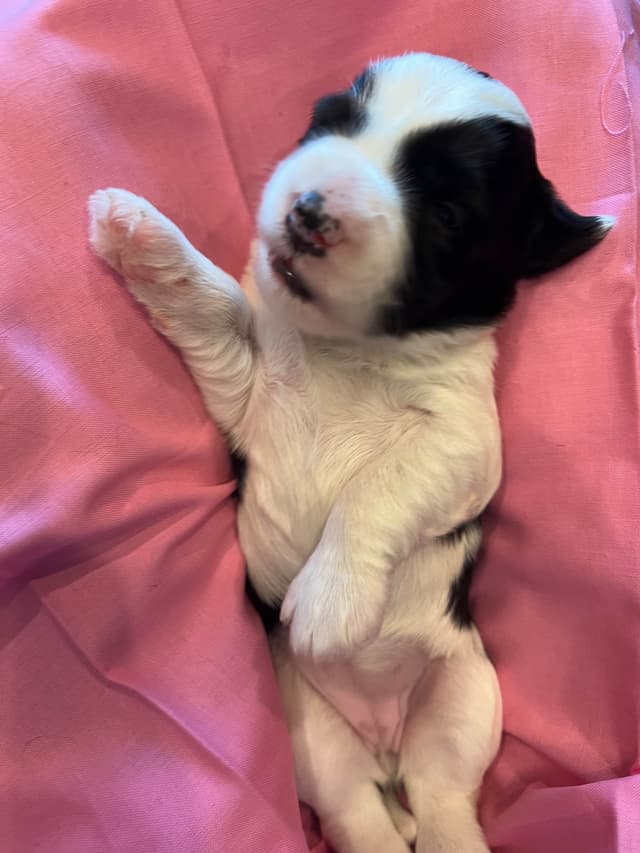 Tibetan Terrier Puppies media 15