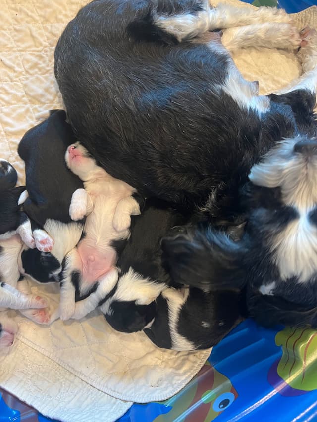Tibetan Terrier Puppies media 16