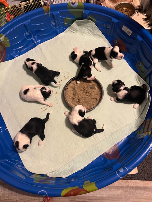 Tibetan Terrier Puppies media 17