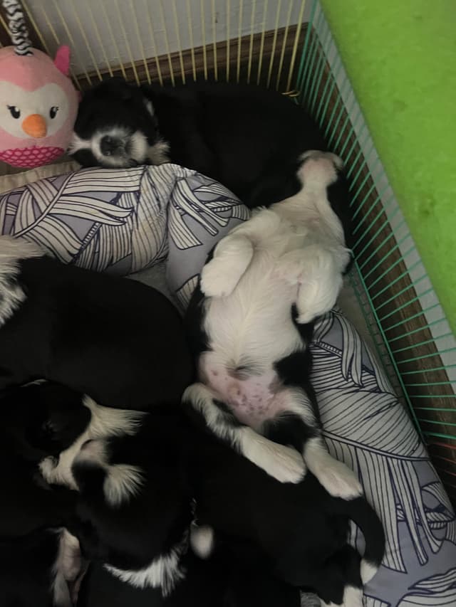Tibetan Terrier Puppies media 19
