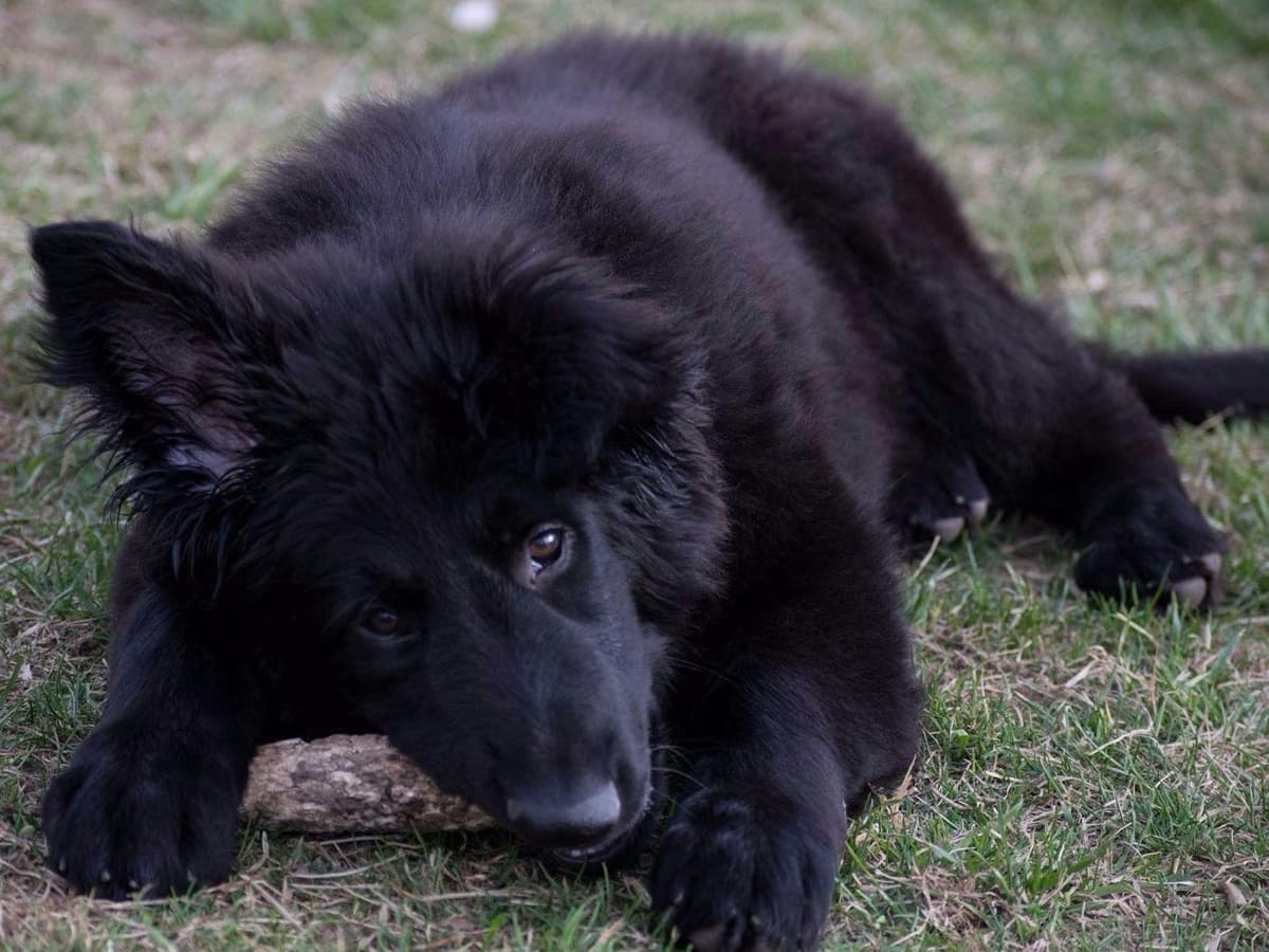 German Shepherd Dog Puppies breeder image 11