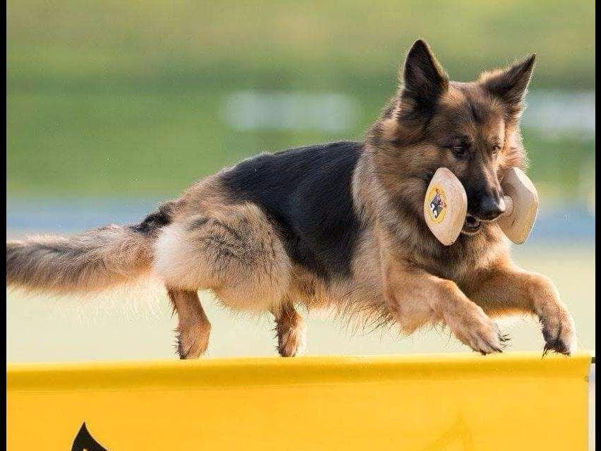 German Shepherd Dog Puppies breeder image 10