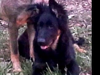 German Shepherd Dog Puppies breeder image 9