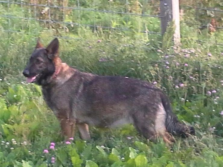 German Shepherd Dog Puppies breeder image 8