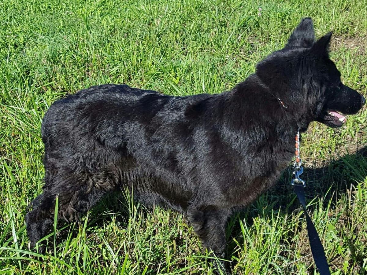 German Shepherd Dog Puppies breeder image 6