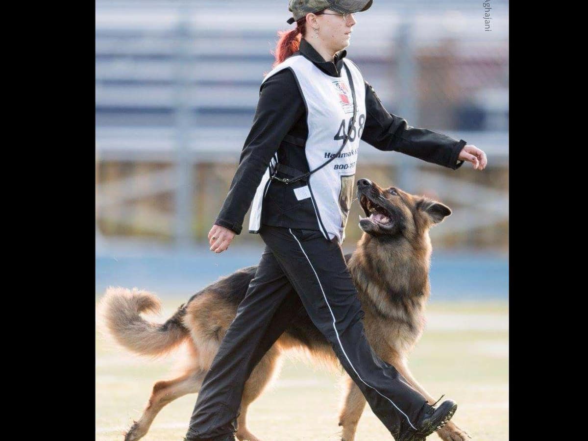 German Shepherd Dog Puppies breeder image 1