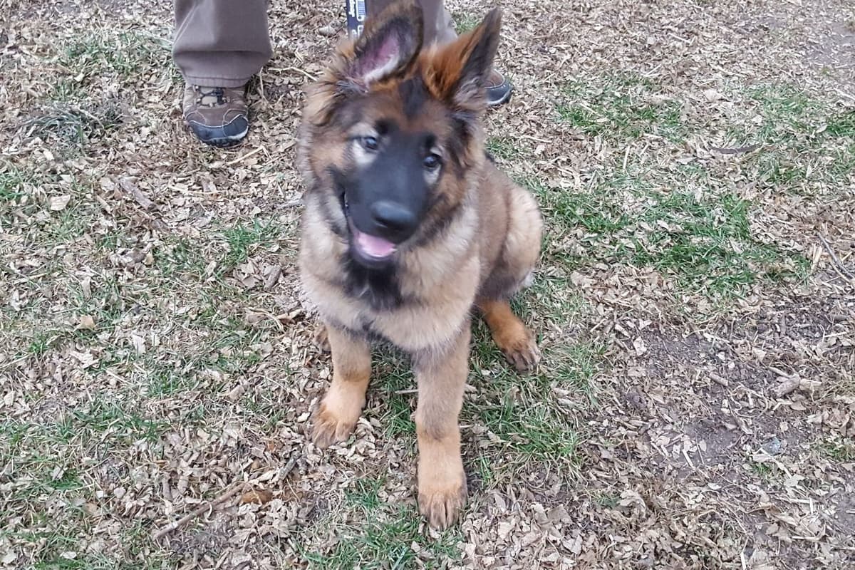 German Shepherd Dog Puppies breeder image 3