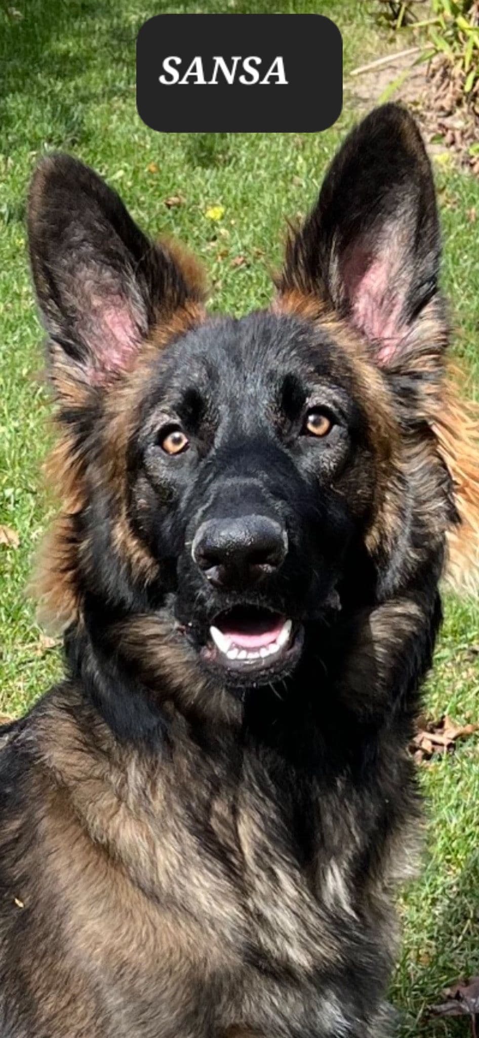 German Shepherd Dog Puppies breeder image 12