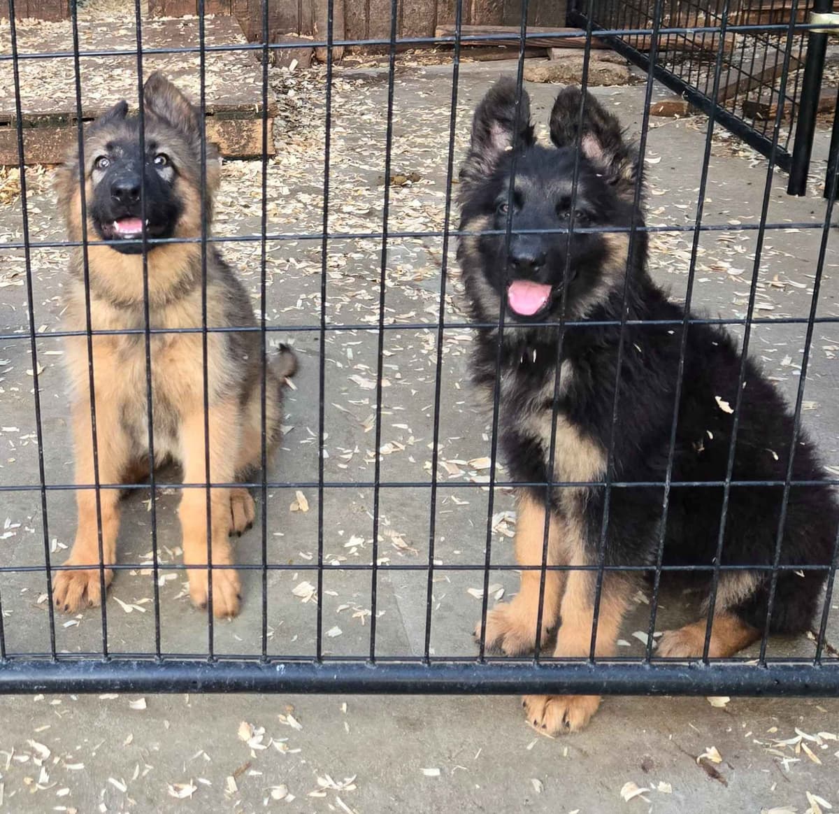 German Shepherd Dog Puppies breeder image 13