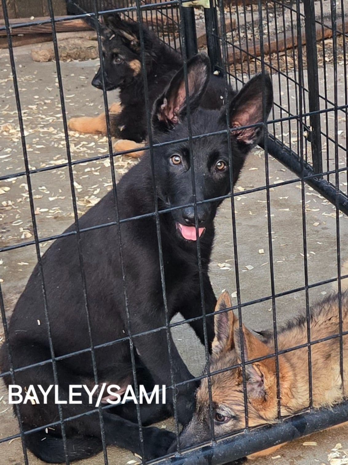 German Shepherd Dog Puppies breeder image 14