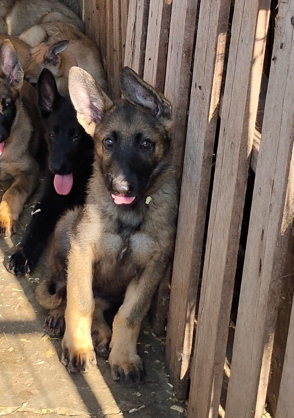 German Shepherd Dog Puppies breeder image 17