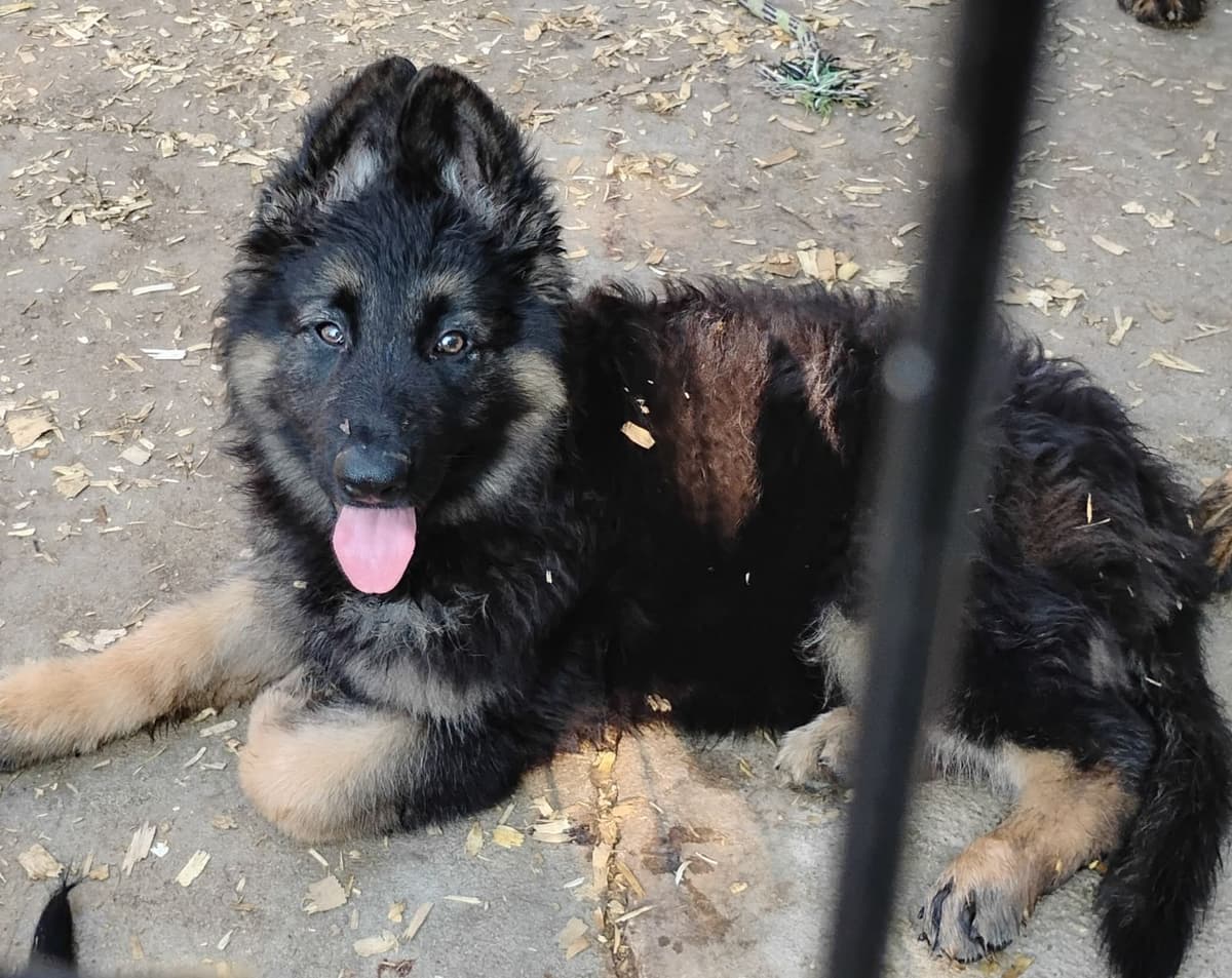German Shepherd Dog Puppies breeder image 18