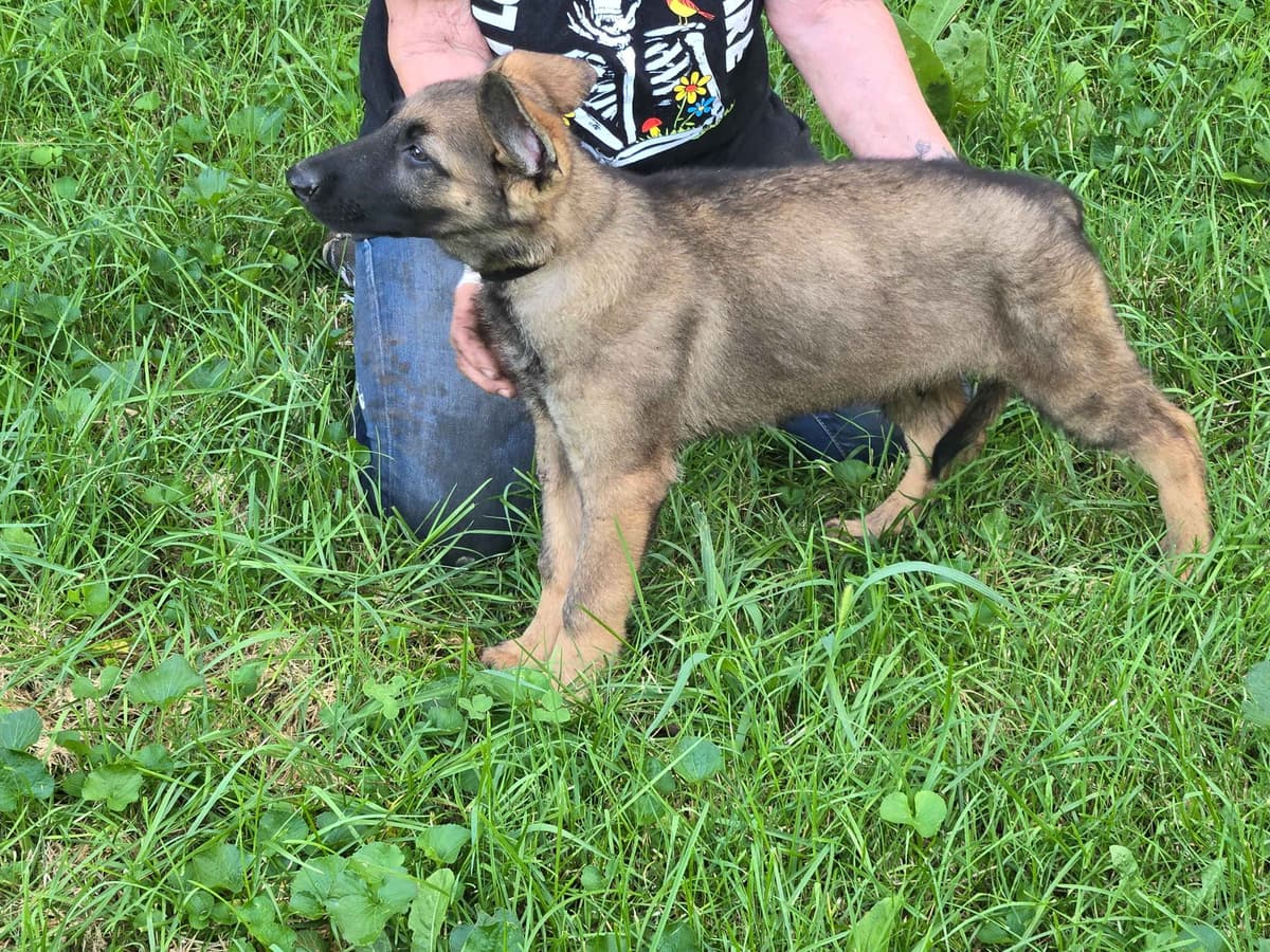 German Shepherd Dog Puppies breeder image 19