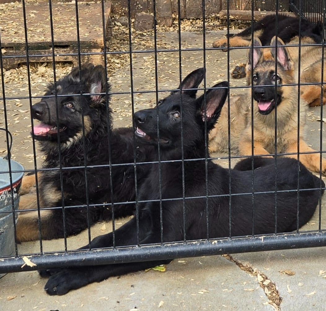 German Shepherd Dog Puppies breeder image 20