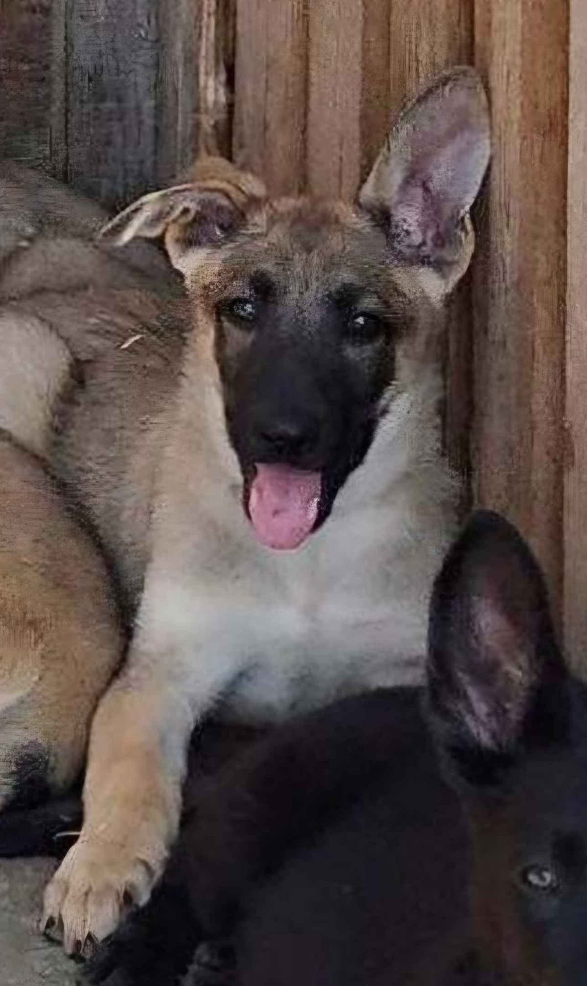German Shepherd Dog Puppies breeder image 21