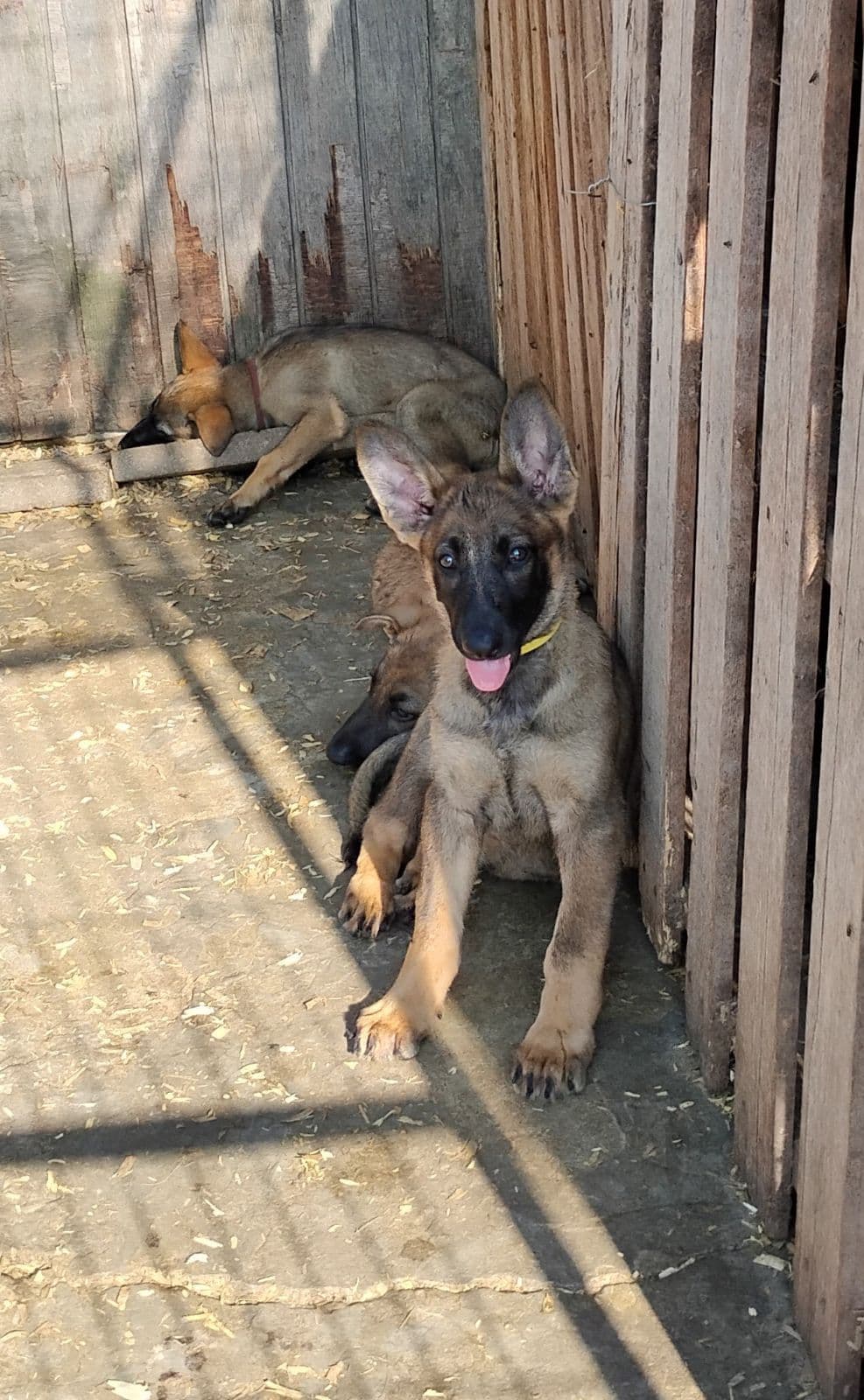 German Shepherd Dog Puppies breeder image 22