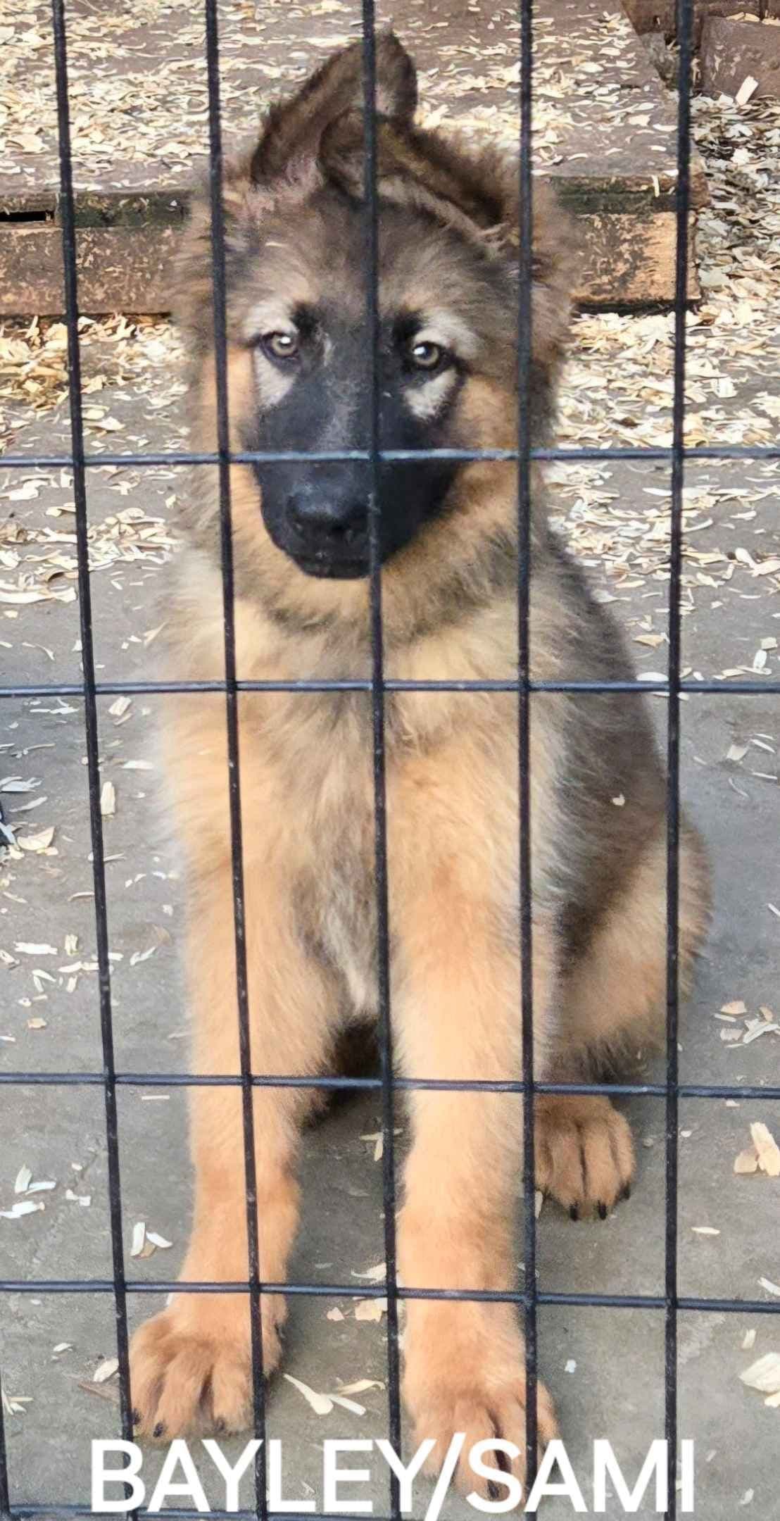 German Shepherd Dog Puppies breeder image 23