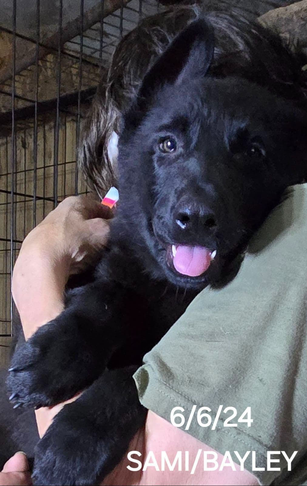 German Shepherd Dog Puppies breeder image 24
