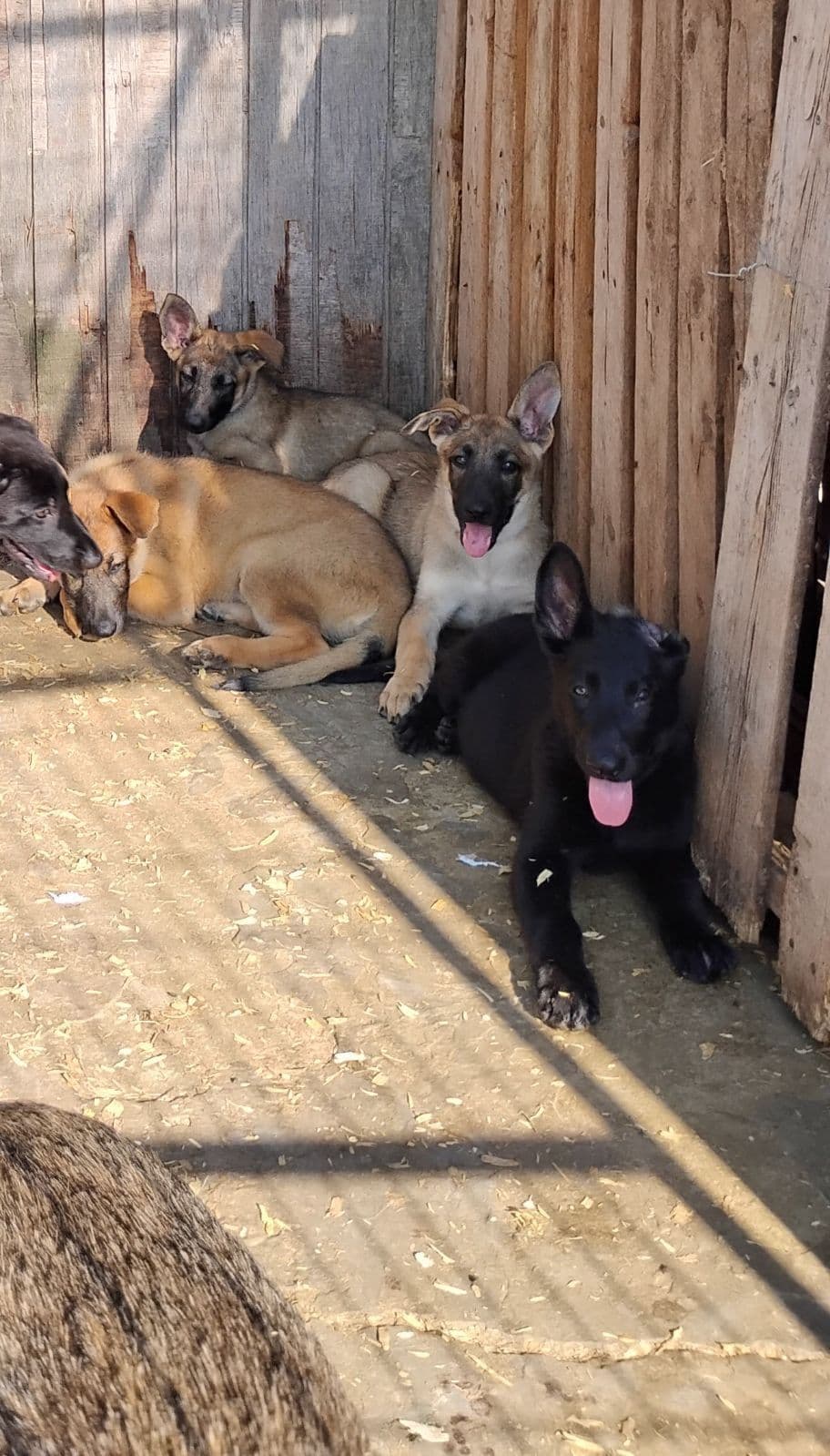 German Shepherd Dog Puppies breeder image 26