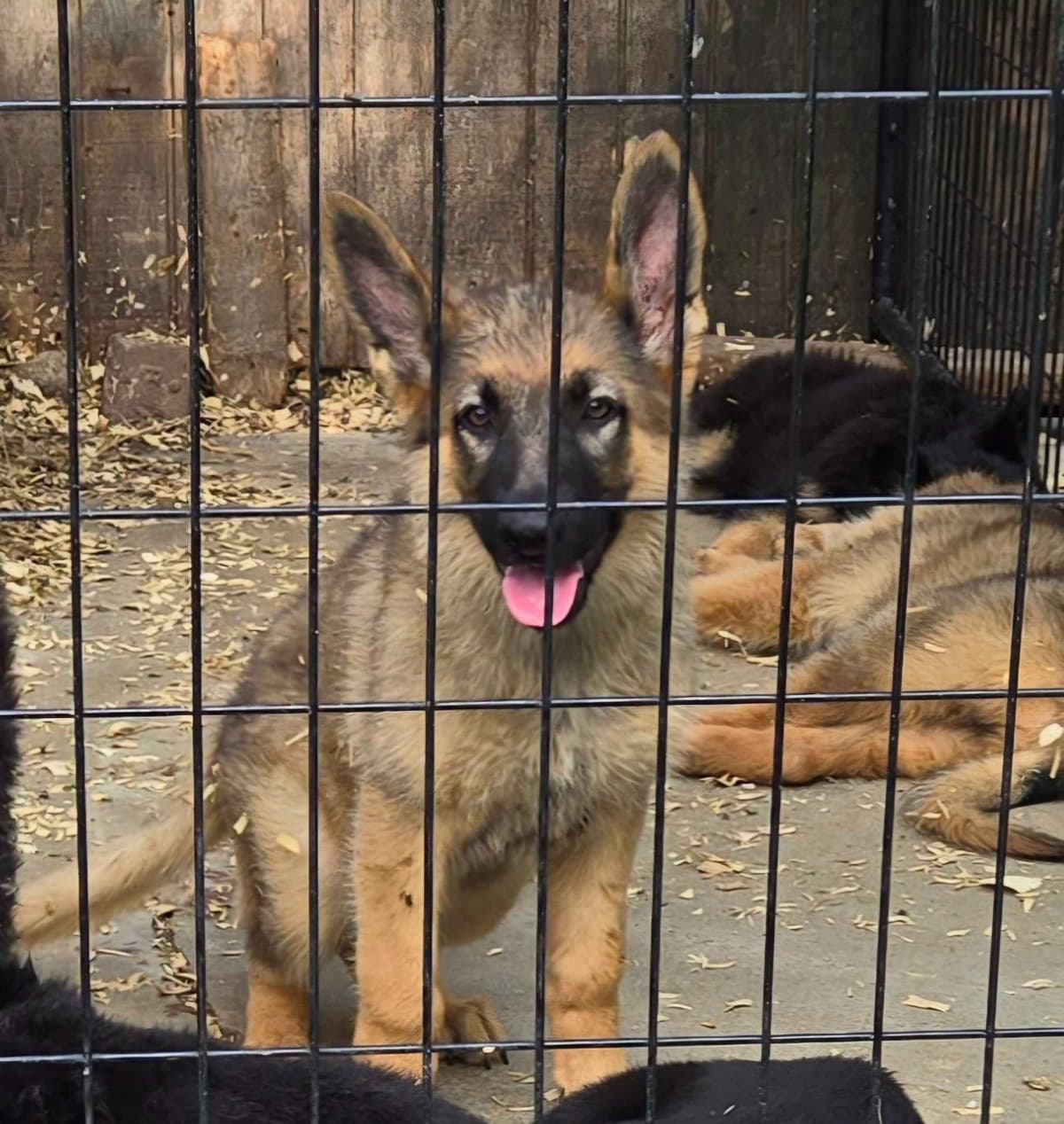 German Shepherd Dog Puppies breeder image 27