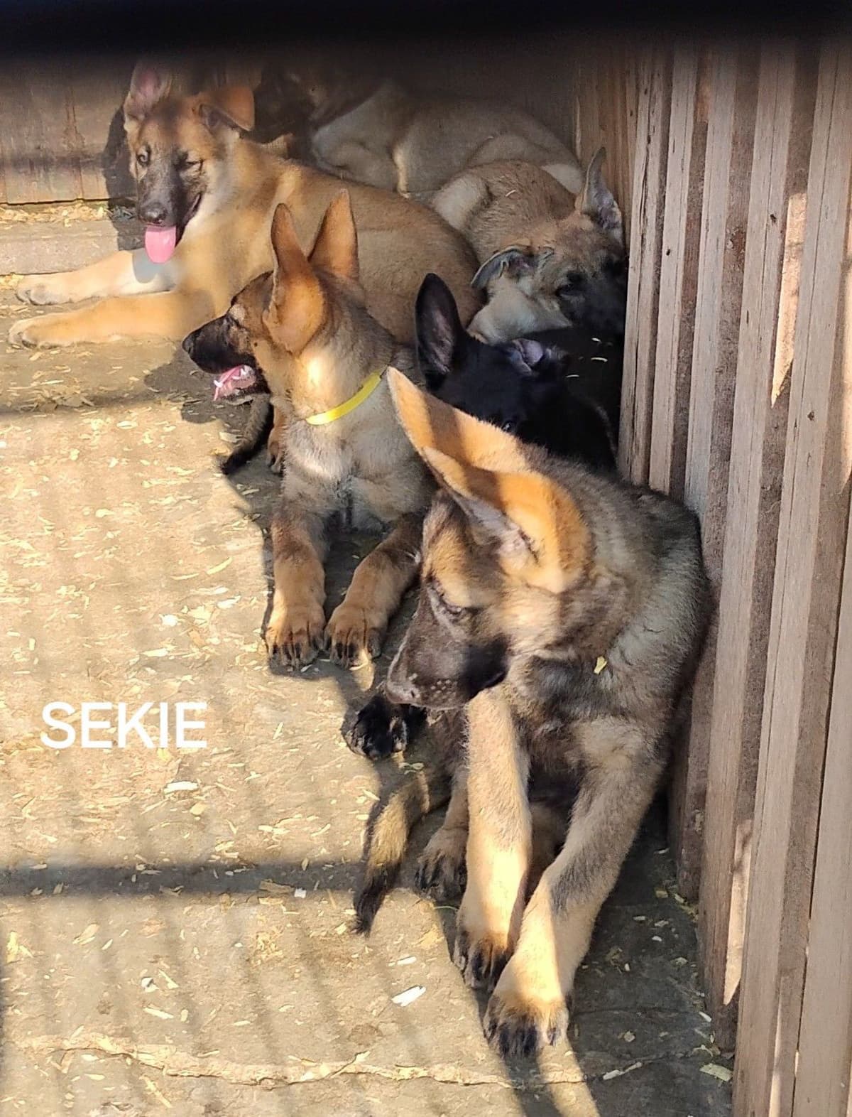 German Shepherd Dog Puppies breeder image 28