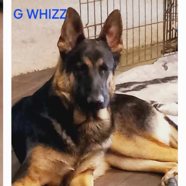German Shepherd Dog Puppies media 2