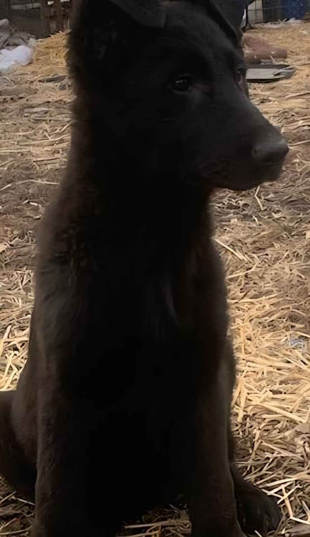 German Shepherd Dog Puppies media 3