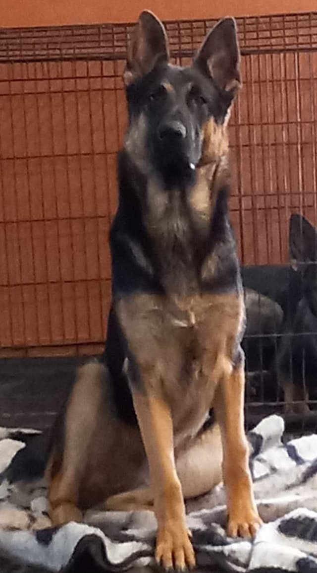 German Shepherd Dog Puppies media 6