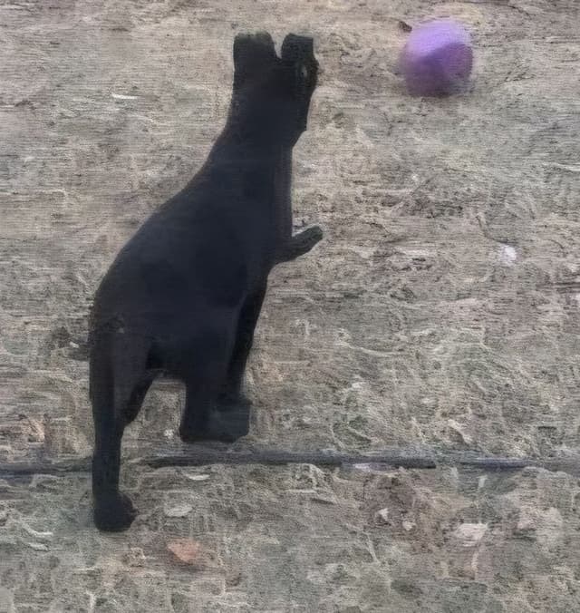 German Shepherd Dog Puppies media 5