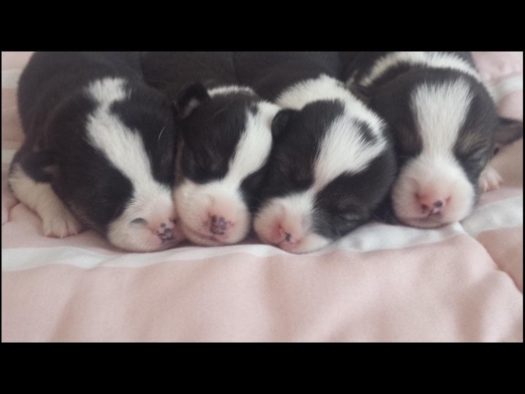 German Shorthaired Pointer Puppies breeder image 15