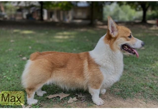 Pembroke Welsh Corgi Puppies media 2