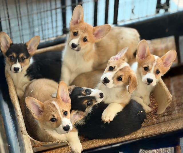 Pembroke Welsh Corgi Puppies media 3