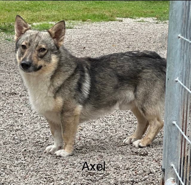 Swedish Vallhund Puppies media 2
