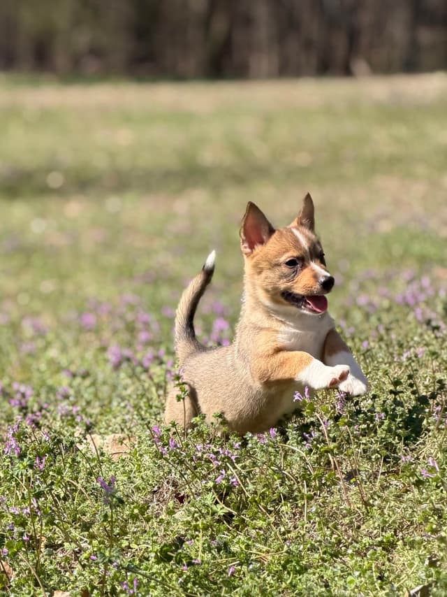 Swedish Vallhund Puppies media 3
