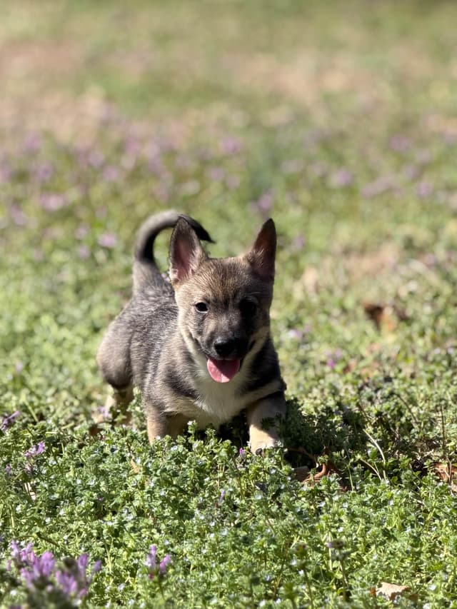 Swedish Vallhund Puppies media 4