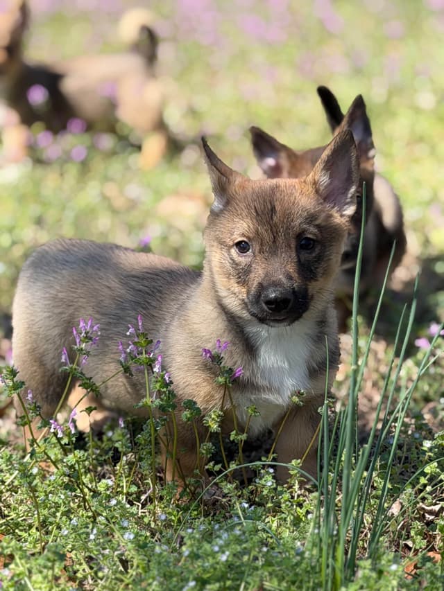 Swedish Vallhund Puppies media 5