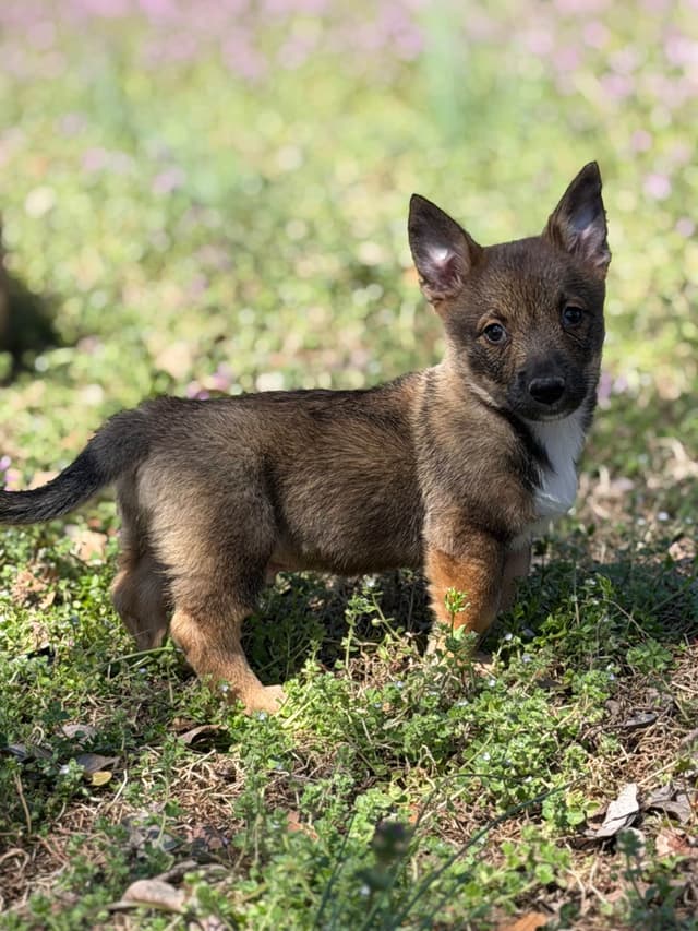 Swedish Vallhund Puppies media 6