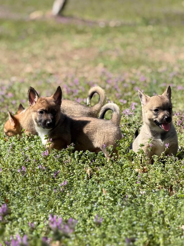 Swedish Vallhund Puppies media 7