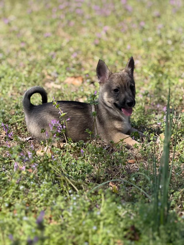 Swedish Vallhund Puppies media 8