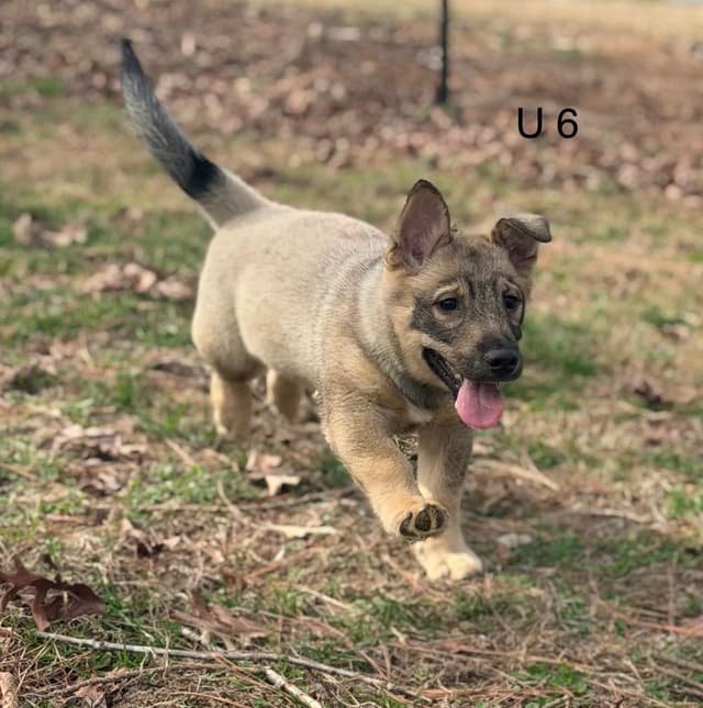 Swedish Vallhund Puppies media 9