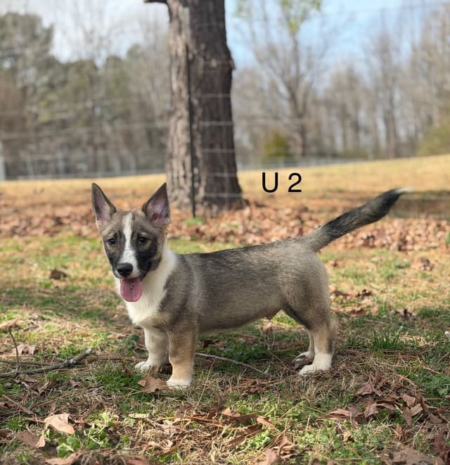 Swedish Vallhund Puppies media 10