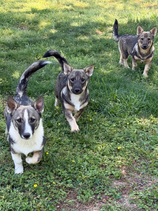 Swedish Vallhund Puppies media 12