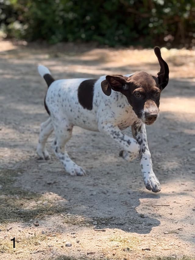 German Shorthaired Pointer Puppies media 2