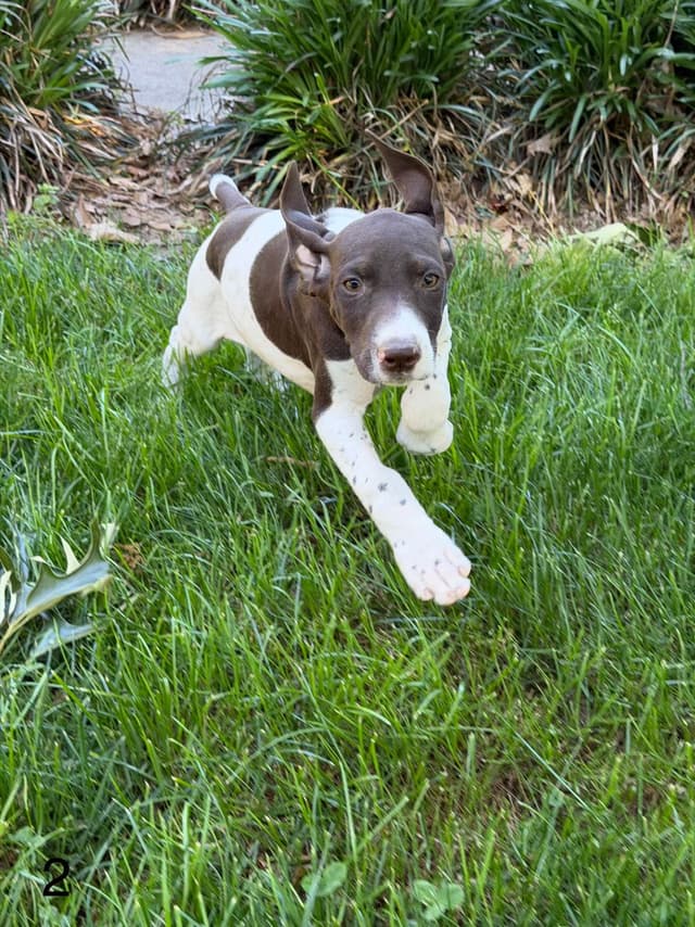German Shorthaired Pointer Puppies media 3