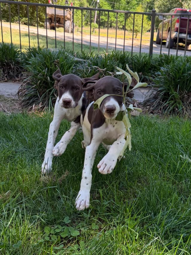 German Shorthaired Pointer Puppies media 4
