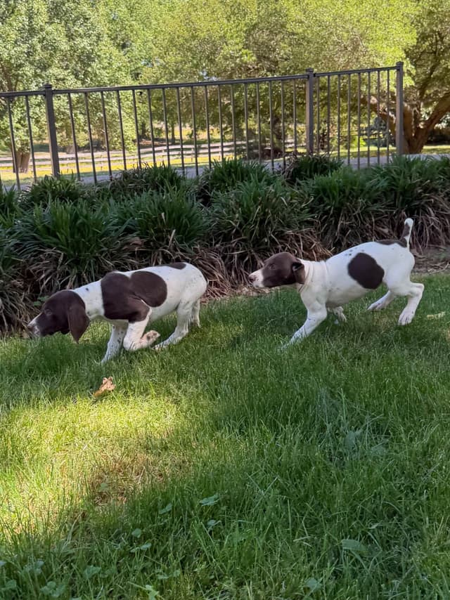 German Shorthaired Pointer Puppies media 6